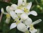 Preview: Lonicera xylosteum, Blütenschmuck