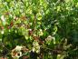 Preview: Lonicera xylosteum mit Fruchtschmuck