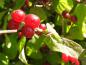 Preview: Nahaufnahme der Frucht von Lonicera xylosteum