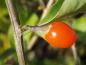 Preview: Die orangerote Frucht des Bocksdornes