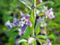 Preview: Eine Nahaufnahme der lila Blüte von Lycium halilmifolium