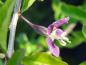 Preview: Die Staubgefäße einer violetten Blüte des Teufelzwirns (Lycium halilmifolium)
