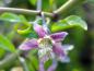 Preview: Die Blüte des Lycium halilmifolium (Gojibeere, Teufelszwirn, Bocksdorn)