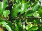 Preview: Osagedorn - grüne Blätter