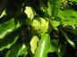 Preview: Osagedorn - apfelsinenartige Frucht