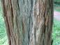 Preview: Die Rinde eines alten Osagedorn (Maclura pomifera)