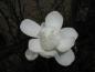 Preview: Die Blüte der Baum-Magnolie oder auch Kobushi-Magnolie