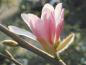 Preview: Zrtrosa Blüte der Hohen Magnolie Leonard Messel
