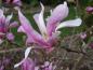 Preview: Magnolia Leonard Messel Blüht vor dem Laubaustrieb