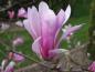 Preview: Sternförmige Blüte der Hohen Magnolie Leonard Messel