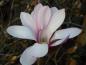 Preview: Eine Einzelblüte der hohen Magnolia loebneri Leonard Messel