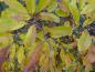Preview: Die Magnolie Leonard Messel mit Herbstfärbung
