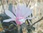 Preview: Die Hohe Magnolie Leonard Messel blühte weißrosa.