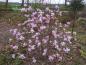 Preview: Reiche Blüte der Hohen Magnolie Leonard Messel