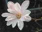 Preview: Große Blüte der Hohen Magnolie Leonard Messel