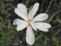 Preview: Die Hohe Magnolie Leonard Messel blüht im April
