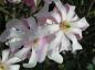 Preview: Hohe Magnolie Leonard Messel - weiße Blüten mit rosa Zeichnung
