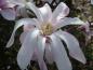 Preview: Blüte von Magnolia loebneri Leonard Messel