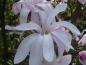Preview: Magnolia loebneri Leonard Messel in Blüte
