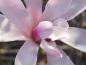 Preview: Nahaufnahme der Blüte von Magnolia loebneri Leonard Messel