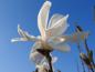 Preview: Magnolia loebneri Merrill blüht weiß und reichlich.
