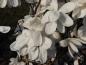 Preview: Weiße Blüten der Großblumigen Sternmagnolie