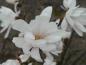 Preview: Die schöne Blüte der Sternmagnolie