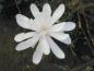 Preview: Die strahlenartige Blüte der Sternmagnolie