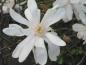 Preview: Sternmagnolie, Magnolia stellata in Blüte