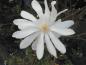 Preview: Magnolia stellata (Sternmagnolie) nit ihrer schönen Blüte