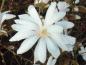 Preview: Nahaufnahme der Blüte von Magnolia stellata