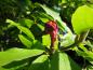 Preview: Frucht der Tulpenmagnolie