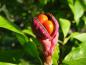 Preview: Frucht der Tulpenmagnolie in Nahaufname