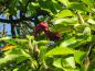 Preview: Orange Samen in karminroter Fruchthülle - Tulpenmagnolie