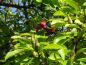 Preview: Früchte und Blütenknospen für das nächste Jahr - die Tulpenmagnolie