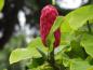 Preview: Fruchtschmuck von Magnolia tripetala