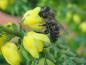 Preview: Die gelben Blüten von Mahonia media Winter Sun sind bei Insekten sehr begehrt