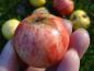 Preview: Wildäpfel, häufig unterschiedlich von ihrere Gestalt her