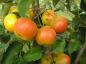 Preview: Malus Butterball - gelb-rot leuchtende Zieräpfel