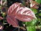 Preview: Zierapfel Coccinella - dunkelrote Blätter