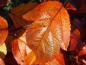 Preview: Zierapfel Coccinella - orange Herbstfärbung