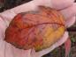 Preview: Malus Coccinella besitzt eine attraktive Herbstfärbung