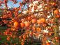 Preview: Malus Evereste schmückt den Garten auch im Winter