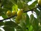 Preview: Zierapfel Golden Hornet - noch unreife Früchte