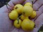 Preview: Zierapfel Golden Hornet - gelbe Äpfelchen