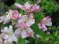 Preview: Zierapfel Hillieri mit rosa Blütenflor
