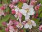 Preview: Die hellen rosa Blüten des Zierapfel Hillieri