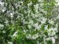 Preview: Üppige weiße Blüte beim Zierapfel John Downie