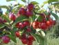 Preview: Zierapfel Red Sentinel - dunkelrote Früchte
