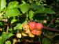 Preview: Heranreifende Äpfelchen des Zierapfels Red Sentinel im September